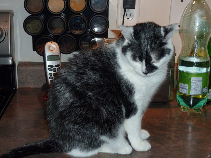 Picture of a cat / kitten / feline
