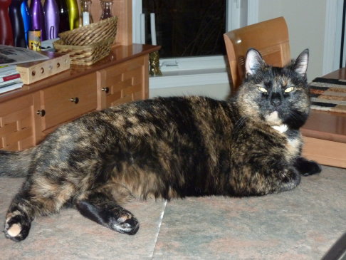 Picture of a cat / kitten / feline