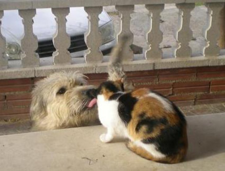 Picture of a cat / kitten / feline