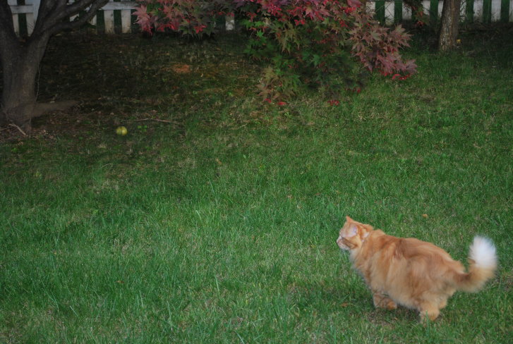 Picture of a cat / kitten / feline