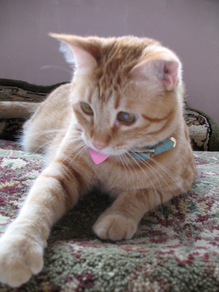 Picture of a cat / kitten / feline