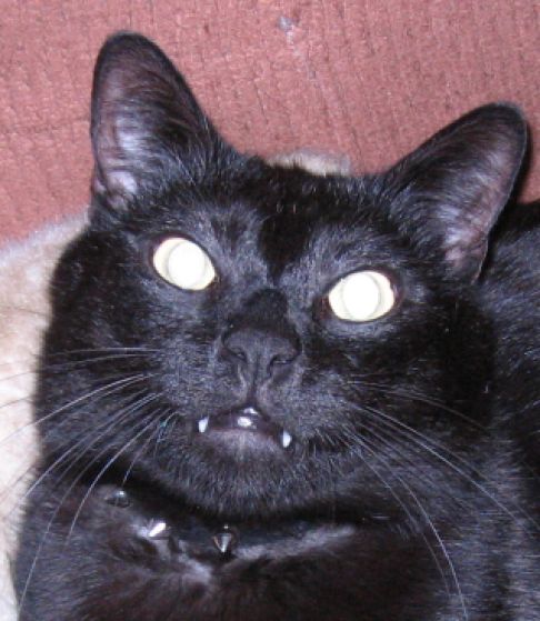 Picture of a cat / kitten / feline