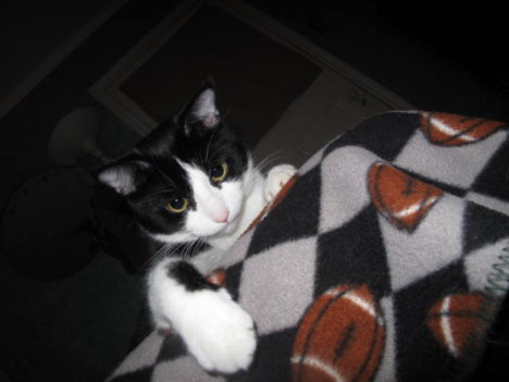 Picture of a cat / kitten / feline