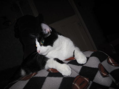 Picture of a cat / kitten / feline