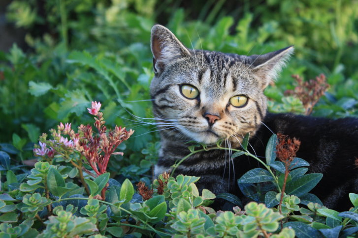 Picture of a cat / kitten / feline