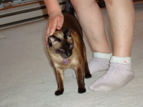 Picture of a cat / kitten / feline