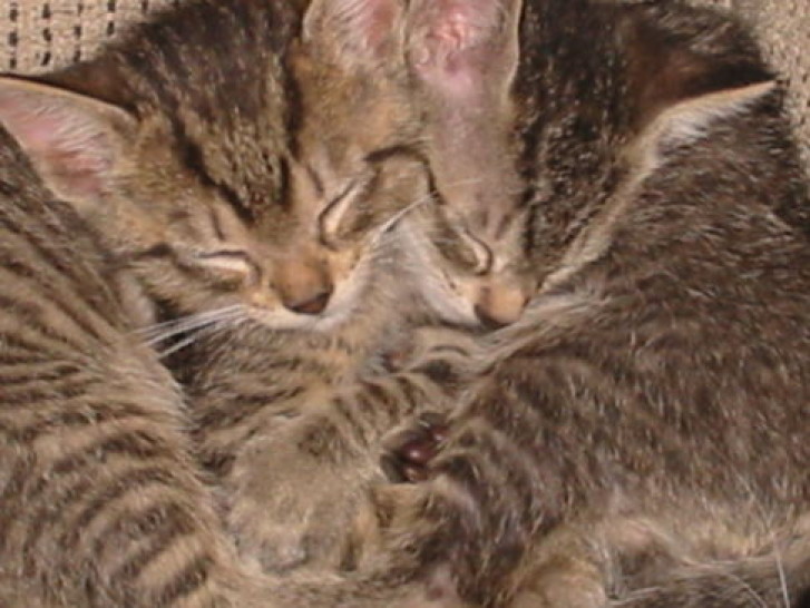 Picture of a cat / kitten / feline