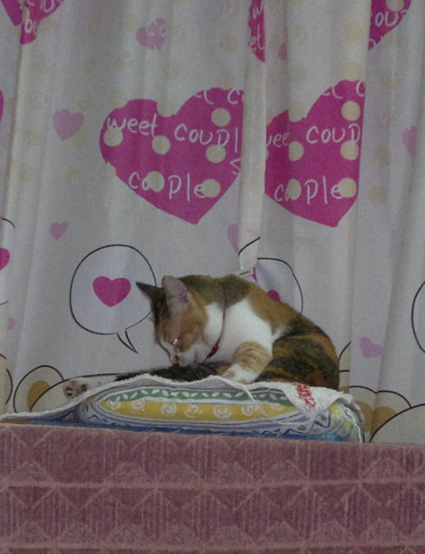 Picture of a cat / kitten / feline
