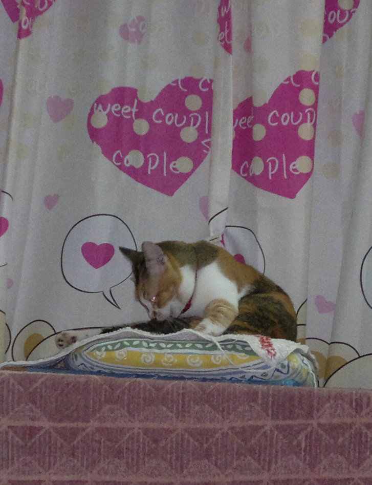 Picture of a cat / kitten / feline