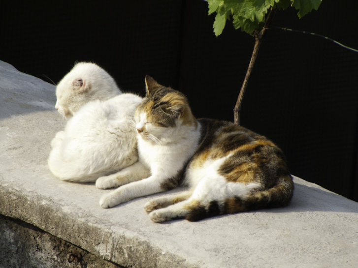 Picture of a cat / kitten / feline