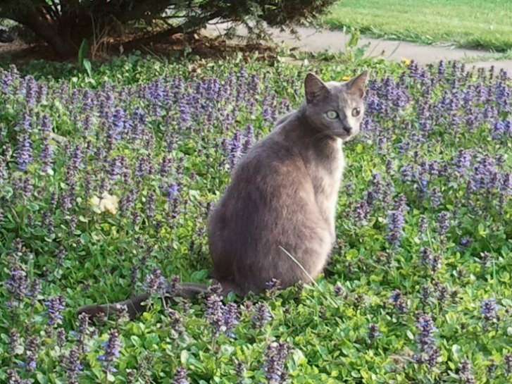 Picture of a cat / kitten / feline