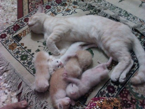 Picture of a cat / kitten / feline