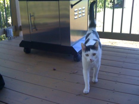 Picture of a cat / kitten / feline