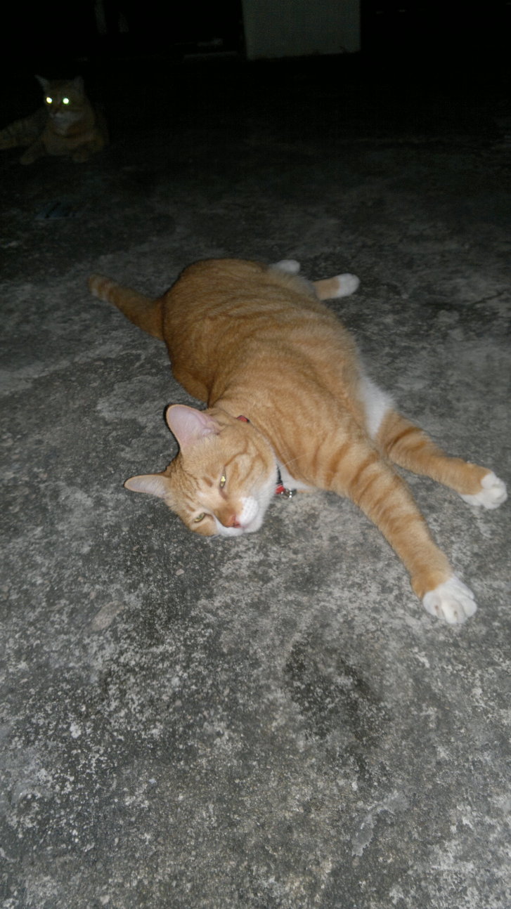 Picture of a cat / kitten / feline