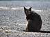 View full size picture