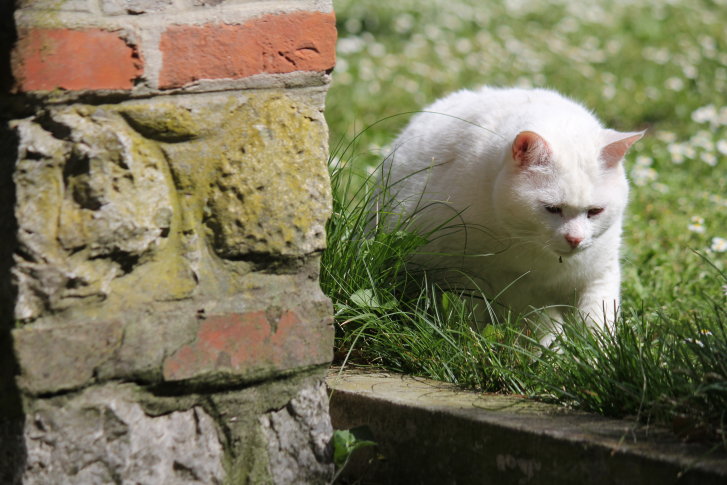 Picture of a cat / kitten / feline