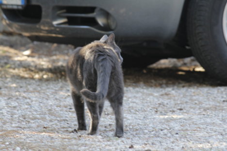 Picture of a cat / kitten / feline