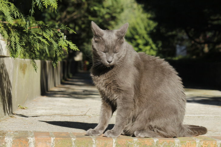 Picture of a cat / kitten / feline