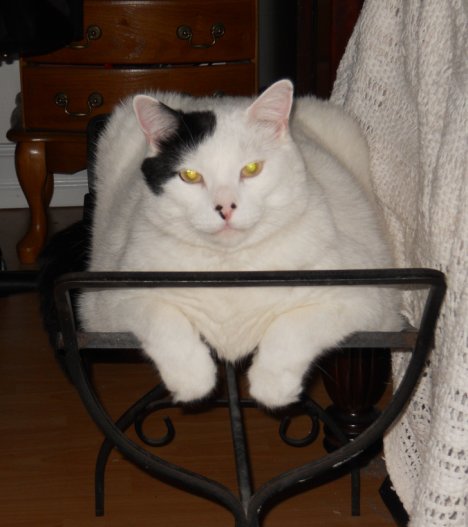 Picture of a cat / kitten / feline