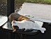 View full size picture