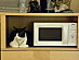 View full size picture