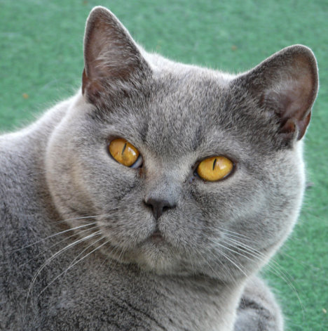 Picture of a cat / kitten / feline