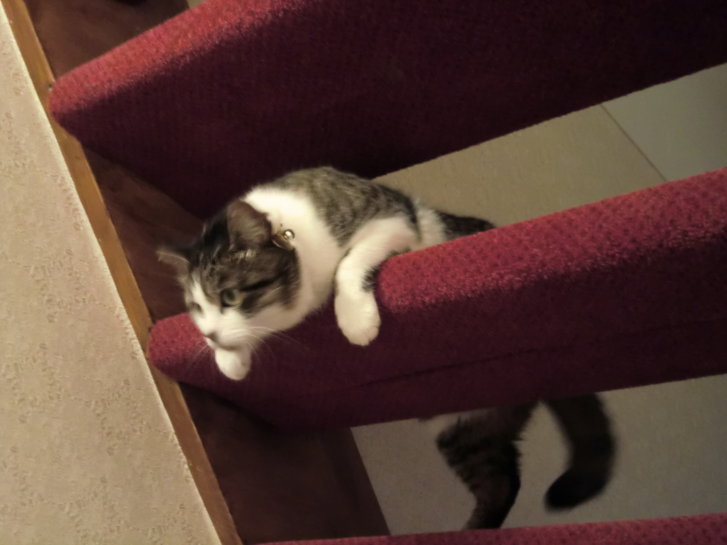 Picture of a cat / kitten / feline