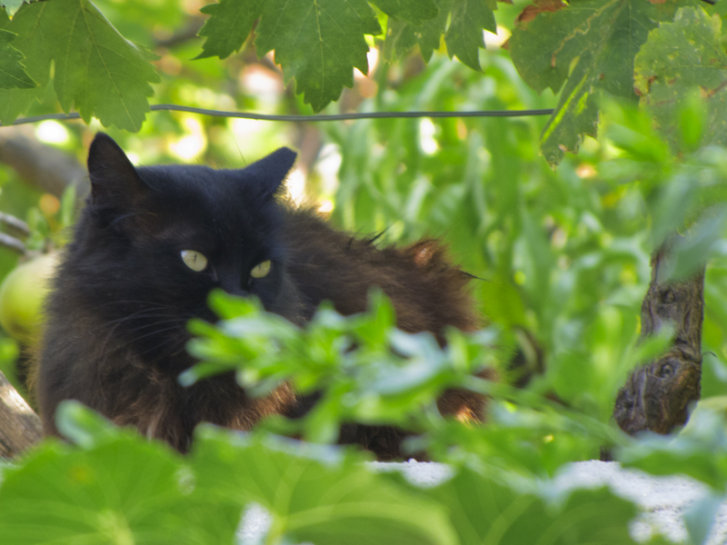 Picture of a cat / kitten / feline