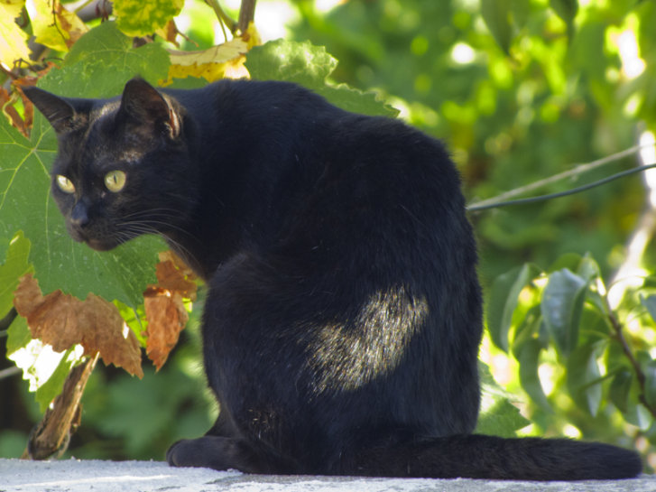 Picture of a cat / kitten / feline