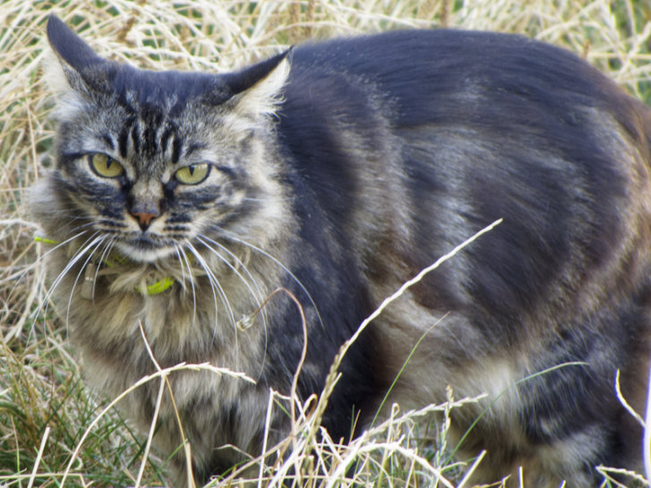 Picture of a cat / kitten / feline