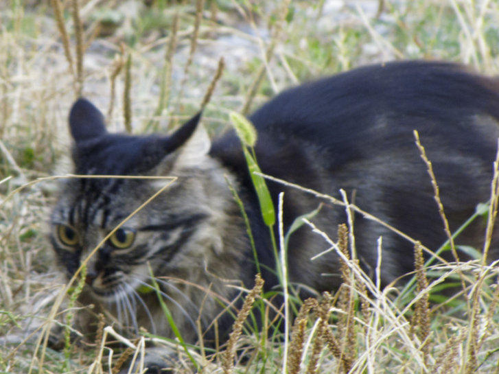 Picture of a cat / kitten / feline