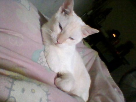 Picture of a cat / kitten / feline