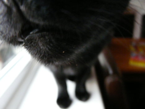 Picture of a cat / kitten / feline