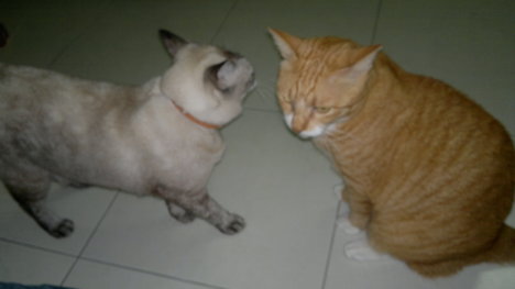 Picture of a cat / kitten / feline