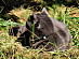 View full size picture
