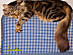 View full size picture