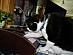 View full size picture