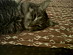 View full size picture