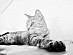 View full size picture