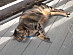 View full size picture