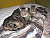 View full size picture