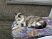 View full size picture