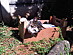 View full size picture