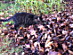 View full size picture