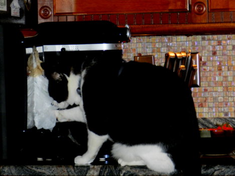 Picture of a cat / kitten / feline
