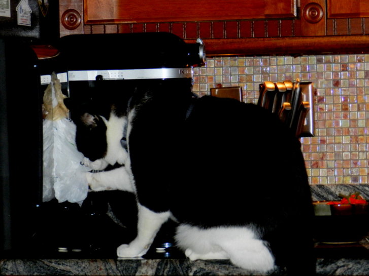 Picture of a cat / kitten / feline