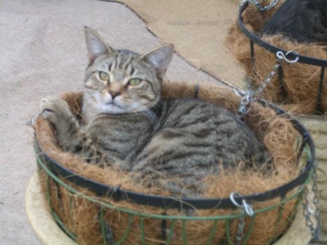 Picture of a cat / kitten / feline