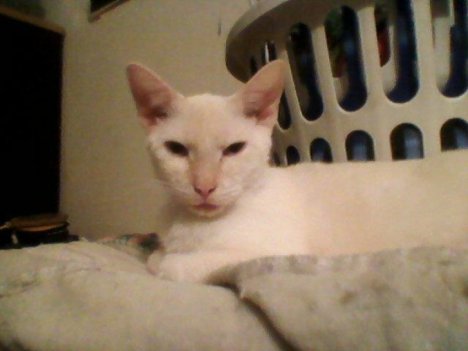 Picture of a cat / kitten / feline