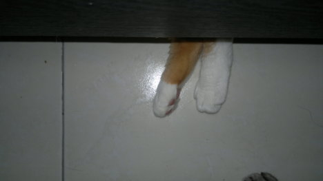 Picture of a cat / kitten / feline
