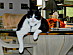 View full size picture